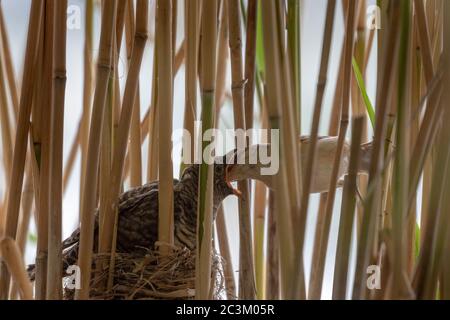The great reed warbler (Acrocephalus arundinaceus) is feeding the young of the common cuckoo (Cuculus canorus) in the nest in reeds. Stock Photo