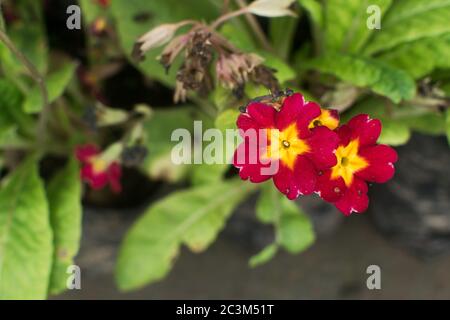 Closeup shot of amazing red primroses Stock Photo