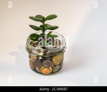 photo of a glass jar with money and a money tree in it, plant growing ...