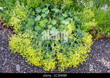 Alchemilla mollis (lady's mantle) plant and flowers flopped over on pebble driveway path after heavy rain, summer, Scotland, UK Stock Photo