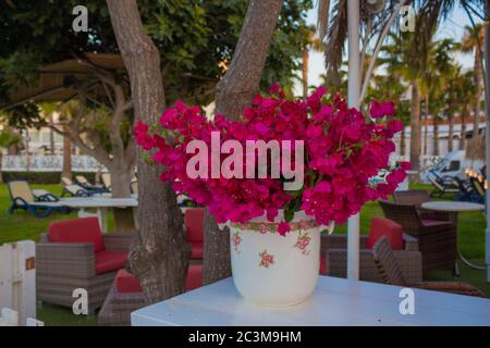 Red bougainvillea flowers in the vase. Stock Photo