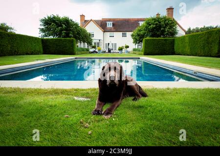 Chocolate Labrador dog posing by a swimming pool and house Stock Photo
