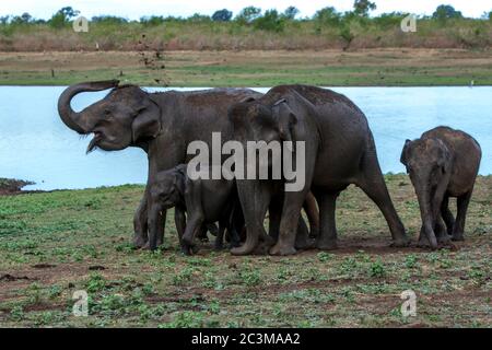 Elephants spray mud onto their backs at the Uda Walawe National Park near Embilipitiya in southern Sri Lanka. Stock Photo
