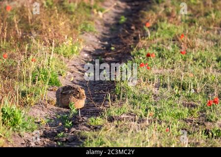 European hare, Lepus europaeus, sitting in the sun in a Norfolk field. Stock Photo