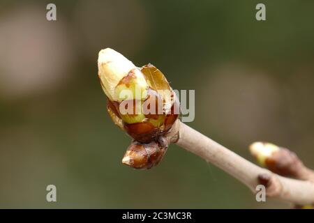 Bud of a tree - just before flowering - detail shot Stock Photo
