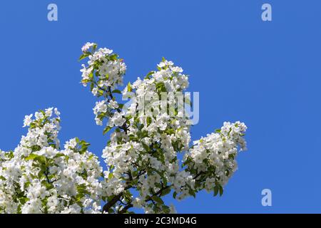 Blooming Chinese crab (Malus spectabilis, Asiatic apple, Chinese flowering apple) in spring, with blue sky inbackground, copy space avaible. Stock Photo