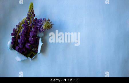 Blue paper with a hole in it. Lupins are sticking out of the hole.pastel colored paper background with a hole. creative fashion background with space Stock Photo