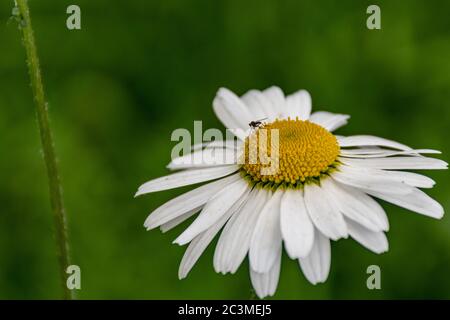 A close up of a small insect on a large daisy with a green background Stock Photo