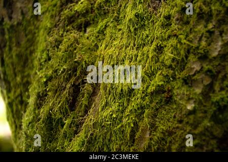 Thick green moss grows on the side of a large tree in a forest near Kilsyth, Scotland Stock Photo