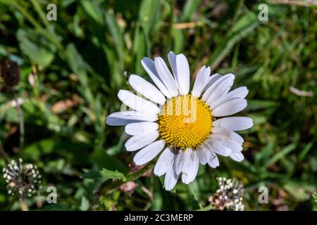 A high-angle close up view of a large white and yellow daisy growing wild in a field in Scotland Stock Photo