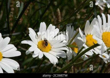 A close-up of a bee on a daisy flower in a meadow. Stock Photo