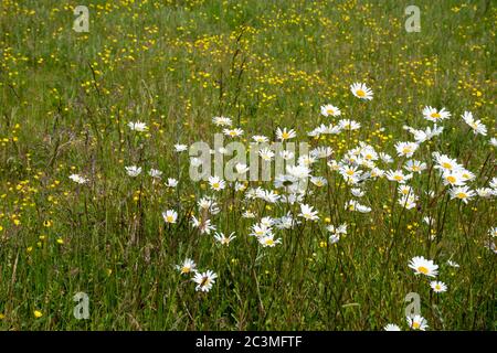 Daisies and buttercups growing wild in the long grass of a meadow near Kilsyth, Scotland Stock Photo