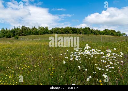 Wild flowers grow in a meadow on a hillside near Kilsyth, Scotland Stock Photo