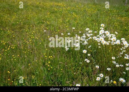 Daisies and buttercups growing wild in the long grass of a meadow near Kilsyth, Scotland Stock Photo