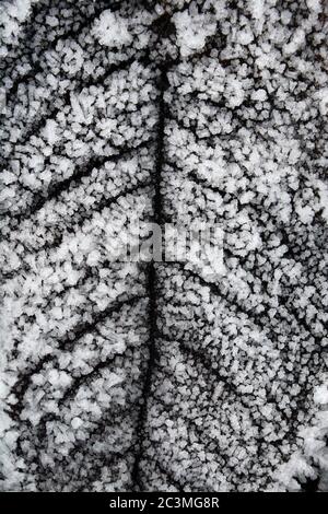 Frozen Leaf With Ice Crystals Stock Photo