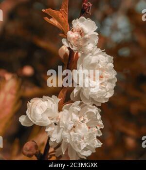Prunus Glandulosa (Chinese cherry) Stock Photo