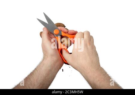 Kitchen scissors with nutcracker and pecan nut in hands isolated on white background with clipping path. Stock Photo