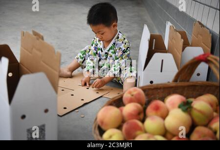 (200621) -- ANKANG, June 21, 2020 (Xinhua) -- Li Shaochen, son of Li Wei, helps clean the ventilation holes on a packing cardboard in Wenhua Village in Hanbin District of Ankang City, northwest China's Shaanxi Province, June 19, 2020. In 1997, in order to shake off poverty, Li Zengyi, a villager in Wenhua Village of Ankang City, moved his family, including his seven-year-old disabled daughter, to a makeshift house on a mountain to cultivate peaches. Li Wei, the elder son of Li Zengyi, went out to work in south China's Guangdong Province after graduation from middle school to support the fami Stock Photo