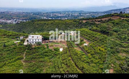 (200621) -- ANKANG, June 21, 2020 (Xinhua) -- Aerial photo taken on June 19, 2020 shows a view of a peach garden in Wenhua Village in Hanbin District of Ankang City, northwest China's Shaanxi Province, June 19, 2020. In 1997, in order to shake off poverty, Li Zengyi, a villager in Wenhua Village of Ankang City, moved his family, including his seven-year-old disabled daughter, to a makeshift house on a mountain to cultivate peaches. Li Wei, the elder son of Li Zengyi, went out to work in south China's Guangdong Province after graduation from middle school to support the family. Li Peng, the y Stock Photo