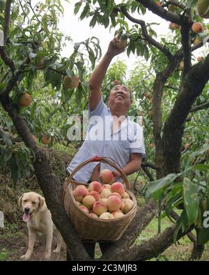 (200621) -- ANKANG, June 21, 2020 (Xinhua) -- Li Zengyi picks peaches at the peach garden in Wenhua Village in Hanbin District of Ankang City, northwest China's Shaanxi Province, June 19, 2020. In 1997, in order to shake off poverty, Li Zengyi, a villager in Wenhua Village of Ankang City, moved his family, including his seven-year-old disabled daughter, to a makeshift house on a mountain to cultivate peaches. Li Wei, the elder son of Li Zengyi, went out to work in south China's Guangdong Province after graduation from middle school to support the family. Li Peng, the younger son, continued h Stock Photo