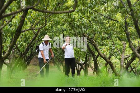 (200621) -- ANKANG, June 21, 2020 (Xinhua) -- Li Wei (L) and his brother Li Peng work in the peach garden in Wenhua Village in Hanbin District of Ankang City, northwest China's Shaanxi Province, June 19, 2020. In 1997, in order to shake off poverty, Li Zengyi, a villager in Wenhua Village of Ankang City, moved his family, including his seven-year-old disabled daughter, to a makeshift house on a mountain to cultivate peaches. Li Wei, the elder son of Li Zengyi, went out to work in south China's Guangdong Province after graduation from middle school to support the family. Li Peng, the younger Stock Photo