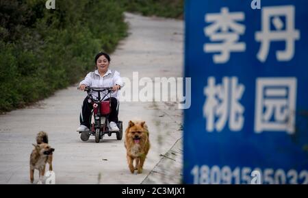 (200621) -- ANKANG, June 21, 2020 (Xinhua) -- Li Dan patrols in the peach garden in Wenhua Village in Hanbin District of Ankang City, northwest China's Shaanxi Province, June 19, 2020. In 1997, in order to shake off poverty, Li Zengyi, a villager in Wenhua Village of Ankang City, moved his family, including his seven-year-old disabled daughter, to a makeshift house on a mountain to cultivate peaches. Li Wei, the elder son of Li Zengyi, went out to work in south China's Guangdong Province after graduation from middle school to support the family. Li Peng, the younger son, continued his study Stock Photo