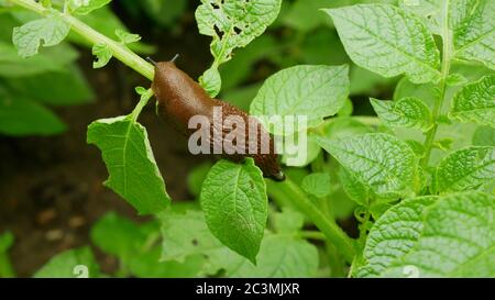 Spanish slug pest Arion vulgaris snail parasitizes on potato leaves Solanum tuberosum potatoes leaf vegetables or cabbage lettuce moving in the garden Stock Photo