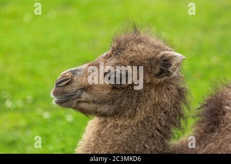 Close up portrait of a young two-humped camel sitting on ground. Detail of head with brown hair. Blurry green grass in the background. Stock Photo