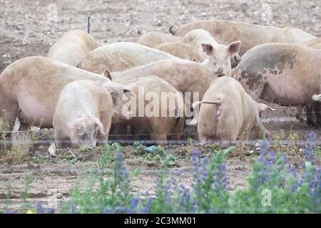 Norfolk Pigs in a field on a pig farm, early morning Stock Photo