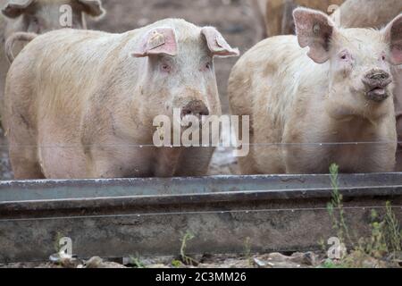 Norfolk Pigs in a field on a pig farm, early morning Stock Photo