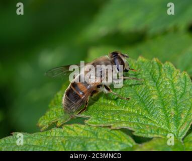 Close up of a common drone fly on a green leaf Stock Photo