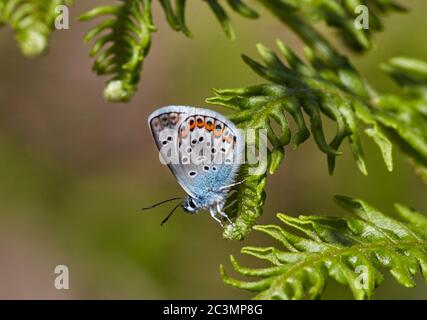 Silver-studded Blue perched on bracken. Fairmile Common, Esher, Surrey, England. Stock Photo