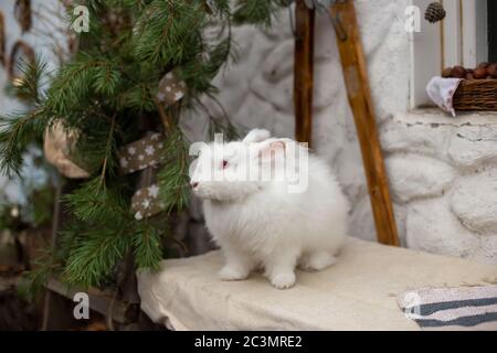 A beautiful large white Angora rabbit sits on a rug by the white house and green pine branches . Style rustic. Stock Photo