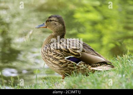 A female mallard duck sitting in the grass by a pond Stock Photo