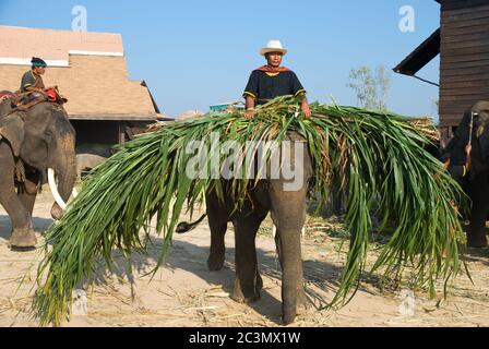 SURIN - NOVEMBER 21: Small elephant carrying fodder during the Annual Elephant Roundup on November 21, 2010 in Surin, Thailand. Stock Photo