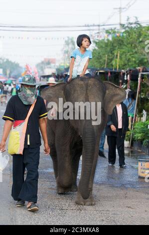 SURIN - NOVEMBER 21: Girl enjoying a ride on a baby elephant during The Annual Elephant Roundup on November 21, 2010 in Surin, Thailand. Stock Photo