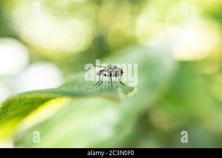 A fly on a leaf with lurry background Stock Photo