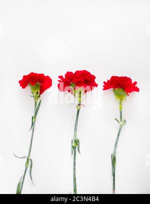 Vertical shot of three red carnations under the lights isolated on a white background Stock Photo