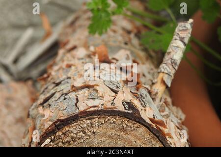 Closeup shot of a cut log of a birch tree Stock Photo