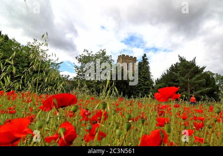 Spectacular display of Wild Poppies in a field behind St Owen's churchyard in Bromham, near Bedford, England on Sunday June 21st 2020  Photo by Keith Mayhew Credit: KEITH MAYHEW/Alamy Live News Stock Photo