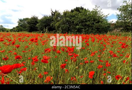 Spectacular display of Wild Poppies in a field behind St Owen's churchyard in Bromham, near Bedford, England on Sunday June 21st 2020  Photo by Keith Mayhew Credit: KEITH MAYHEW/Alamy Live News Stock Photo