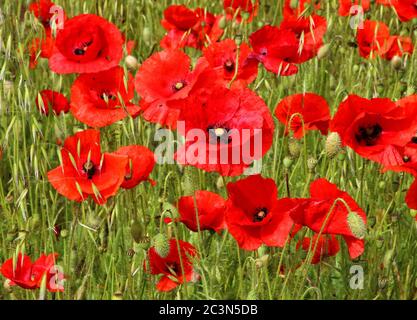 Spectacular display of Wild Poppies in a field behind St Owen's churchyard in Bromham, near Bedford, England on Sunday June 21st 2020  Photo by Keith Mayhew Credit: KEITH MAYHEW/Alamy Live News Stock Photo