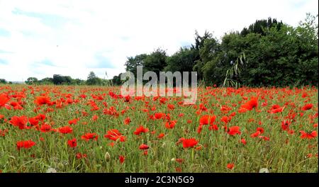 Spectacular display of Wild Poppies in a field behind St Owen's churchyard in Bromham, near Bedford, England on Sunday June 21st 2020  Photo by Keith Mayhew Credit: KEITH MAYHEW/Alamy Live News Stock Photo