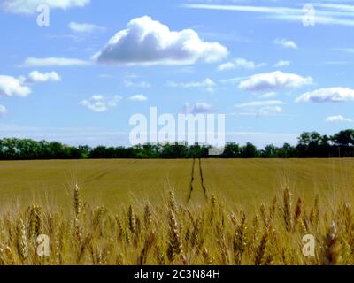 soft background of golden yellow wheat field close up view. crop ears under light blue sky and white clouds.  farming and food production concept. Stock Photo