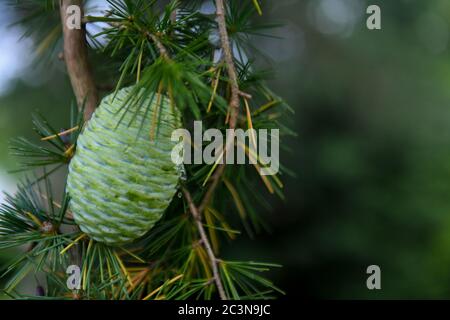 Green pine cone in summer on Altas cedar evegreen conifer - pine tree & maturing pinecone - Pinophyta - green strobilus pinecones - Cedrus atlantica Stock Photo