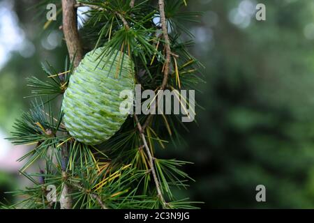 Green pine cone in summer on Altas cedar evegreen conifer - pine tree & maturing pinecone - Pinophyta - green strobilus pinecones - Cedrus atlantica Stock Photo