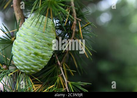 Green pine cone in summer on Altas cedar evegreen conifer - pine tree & maturing pinecone - Pinophyta - green strobilus pinecones - Cedrus atlantica Stock Photo