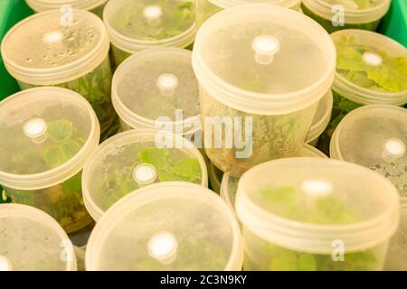 Growing blueberry plants in sterile conditions by in vitro technology. Micropropagation of flowers and trees in the laboratory under artificial Stock Photo