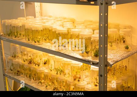 Growing blueberry plants in sterile conditions by in vitro technology. Micropropagation of flowers and trees in the laboratory under artificial Stock Photo