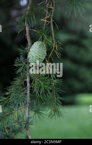 Green pine cone in summer on Altas cedar evegreen conifer - pine tree & maturing pinecone - Pinophyta - green strobilus pinecones - Cedrus atlantica Stock Photo